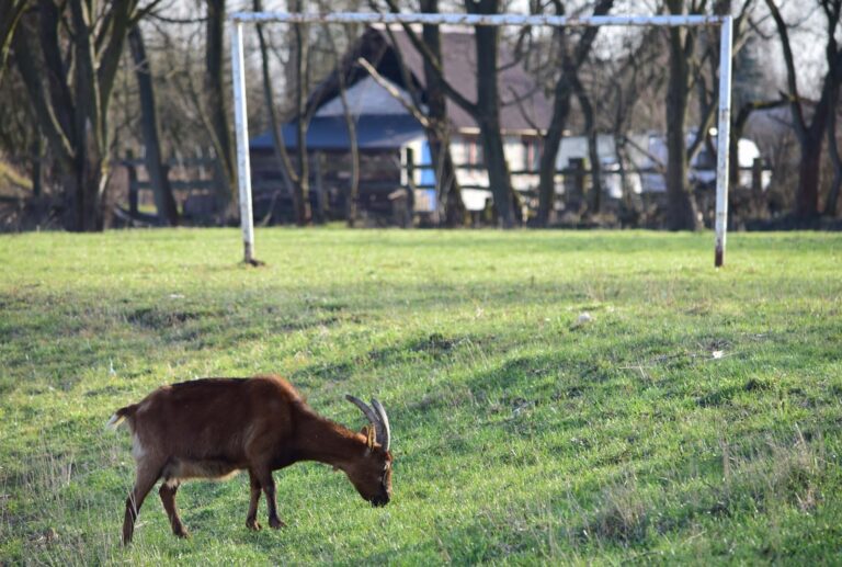 «Ντου» από κατσίκα σε αγώνα στο Σουδάν (vid)