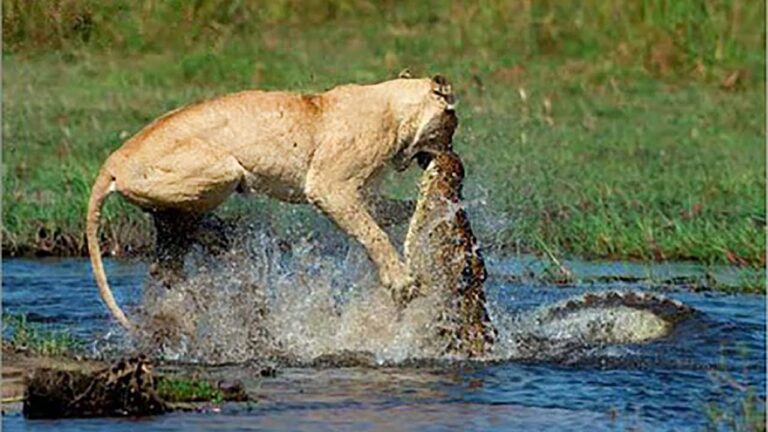 Άγρια μάχη: Κροκόδειλος επιτίθεται σε λιοντάρι και… (vid)