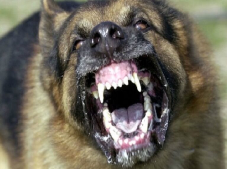 Τρόμος στο Αίγιο – Σκύλος δάγκωσε άνθρωπο και σκότωσε το σκυλάκι του…