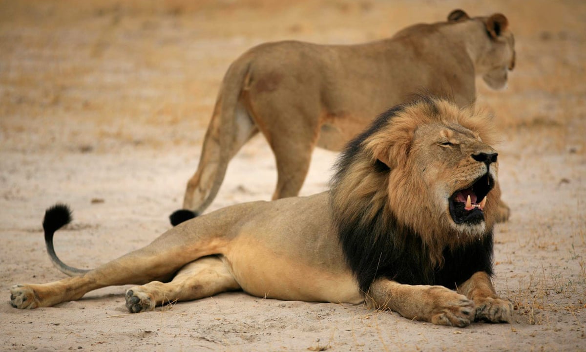 Ανατριχιαστικό – Λιοντάρι επιτίθεται στον άνθρωπο που το μεγάλωσε! (vid)