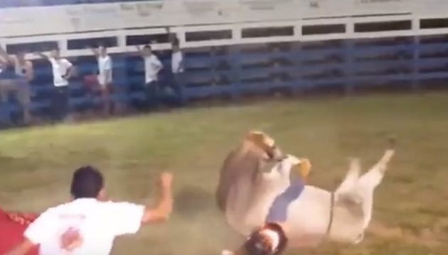 Φρικτός θάνατος 28χρονου από ταύρο σε ροντέο! (vid)