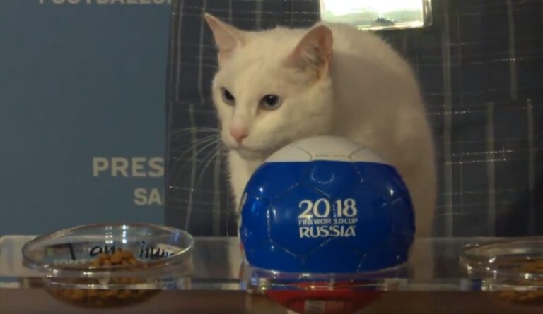 Αχιλλέας: Γάτος με «πέταλα» ή… γατάκι; (vid)