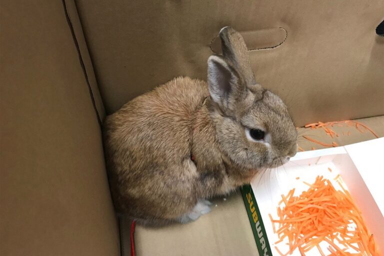 Ο φόβος για βόμβα, ήταν ένα κουνέλι!