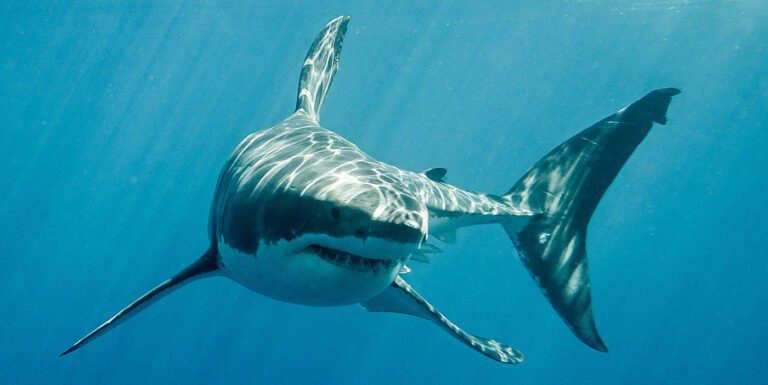 Φόβος και τρόμος στη Μαγιόρκα: Εθεάθη λευκός καρχαρίας 5 μέτρων (pic&vid)
