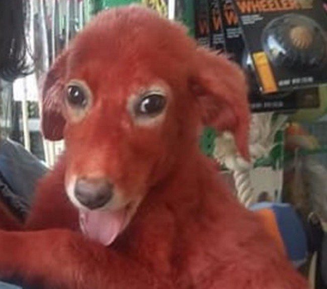 Το σκυλάκι που έβαψαν με κόκκινη μπογιά υιοθετήθηκε! [vid, pics]