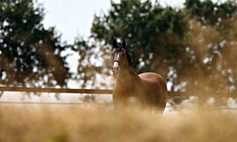 Απρόσμενος επισκέπτης στο Τίλμπουργκ (pics)