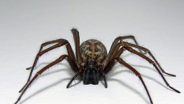 Διαμέρισμα γέμισε με αράχνες – Προσοχή σκληρές εικόνες