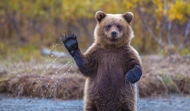 Έχεις ξαναδεί αρκούδα… σε πισίνα; (vid)