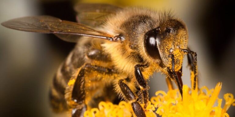 Noσοκόμα σώζει μία μία τις μέλισσες από τη ζέστη – Δείτε τι κάνει