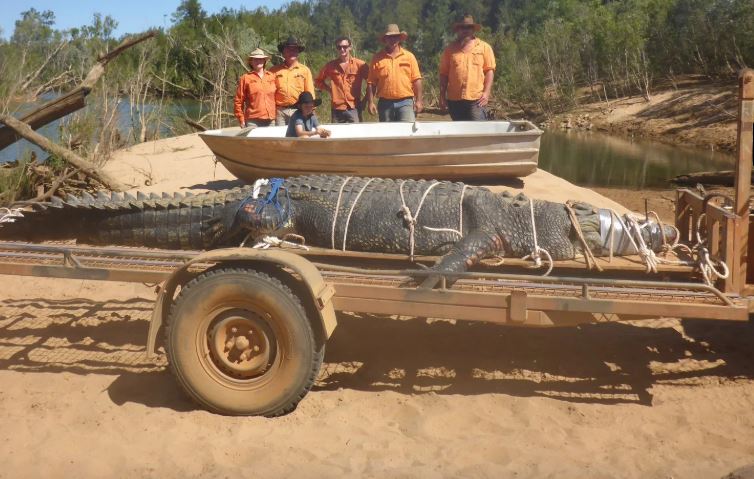 Κροκόδειλος… πέντε μέτρων και 600 κιλών (pics)
