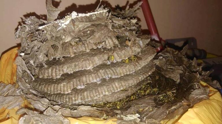 Έπαθαν σοκ με ό,τι είδαν στο πατάρι του σπιτιού τους