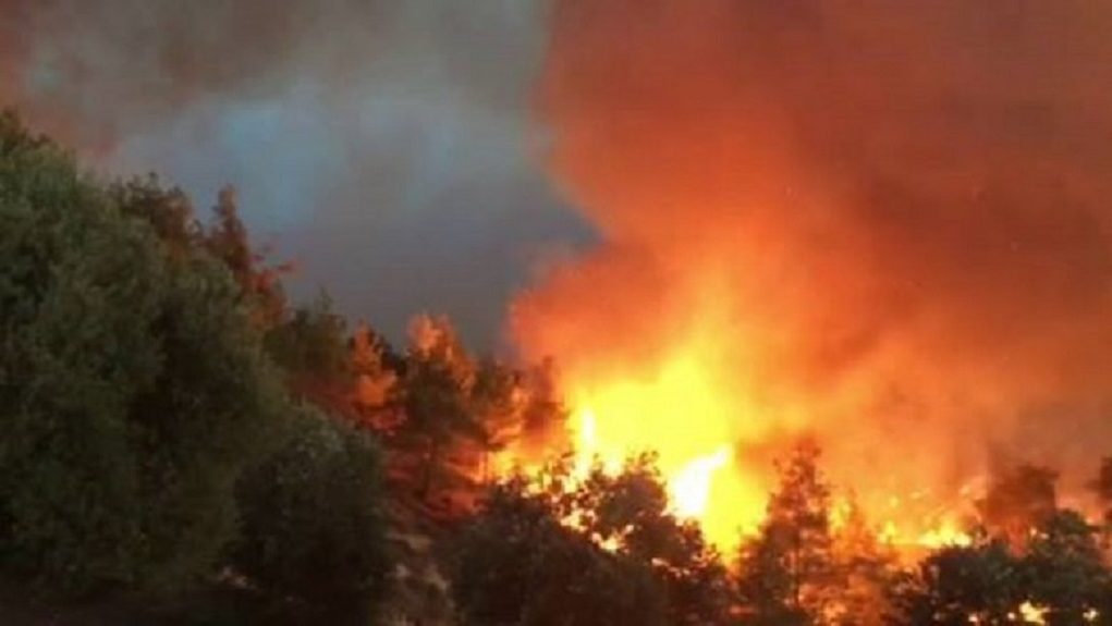 Λακωνία: Μάχη με τις φλόγες στο Οίτυλο