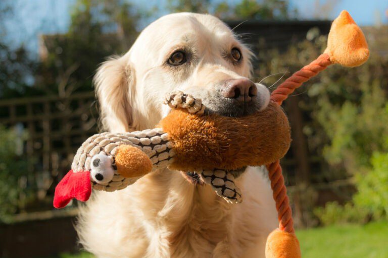 Δείτε το πιο περίεργο παιχνίδι για σκύλους (vid)