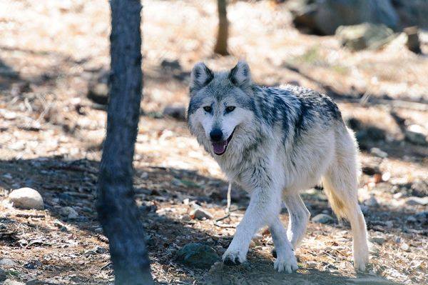 Τι έγιναν οι άγριοι λύκοι του Τσερνόμπιλ μετά το πυρηνικό ατύχημα;