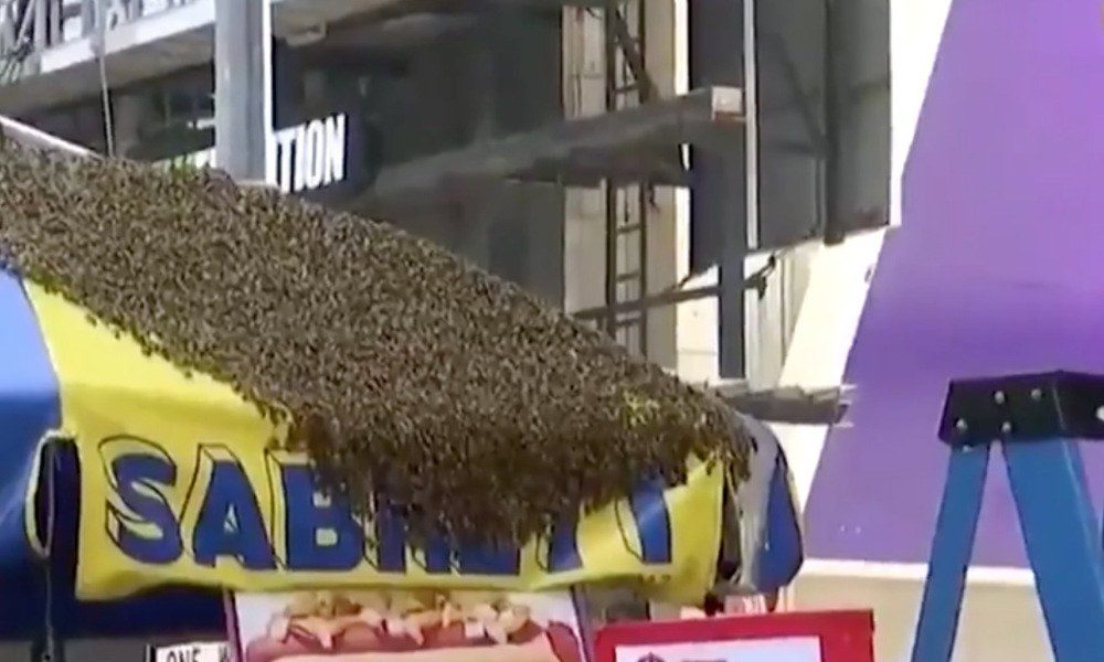 Πανικός στην Times Square: Επιδρομή χιλιάδων μελισσών (vid)
