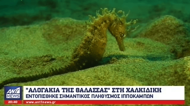 Οικολόγοι διέσωσαν ένα σπάνιο πληθυσμό ιππόκαμπων στη θάλασσα της Χαλκιδική