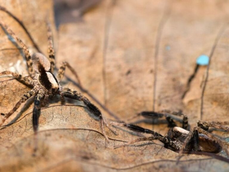 Και όμως!Οι αράχνες έχουν αγαπημένο χρώμα