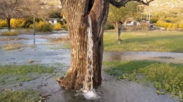 Το δέντρο από το οποίο «τρέχει» νερό (vid)