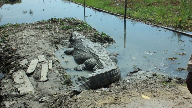 Ο κροκόδειλος… έσκασε από το φαγητό! (vid)