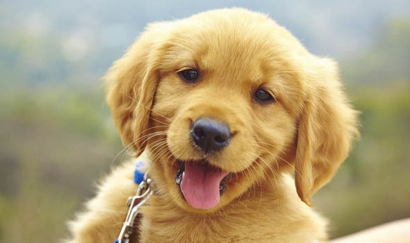 Αυτές είναι οι πιο ακριβές ράτσες σκύλων (vid)