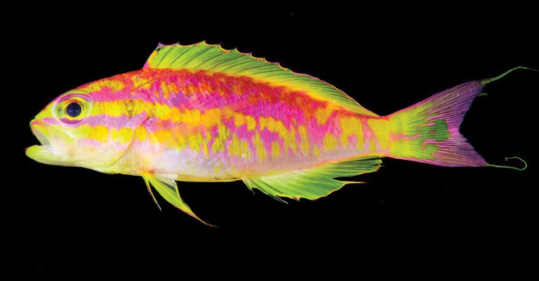Οι επιστήμονες ανακάλυψαν ένα νέο πολύχρωμο ψάρι (pics)
