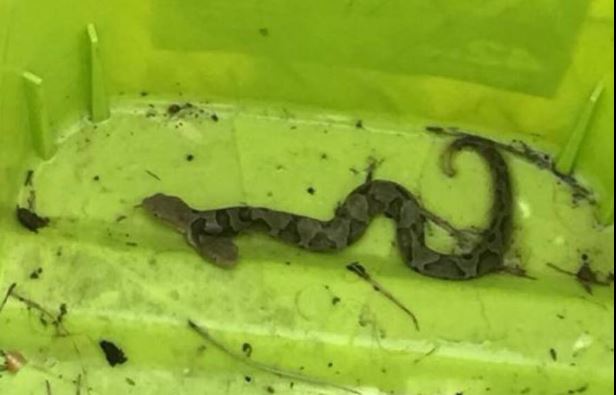 Βρήκε στον κήπο της φίδι με δύο κεφάλια (pic)