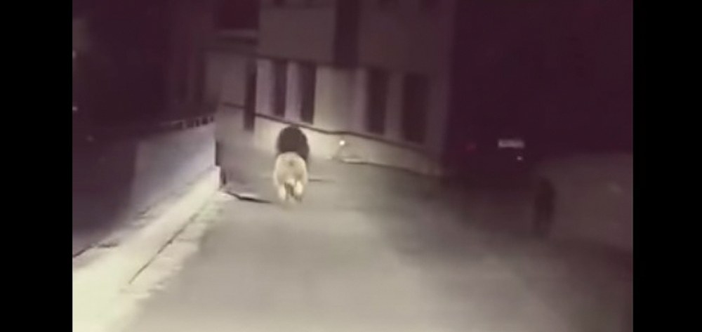 Άνθρωπος «καταδιώκει» αρκούδα στους δρόμους του Μετσόβου (vid)
