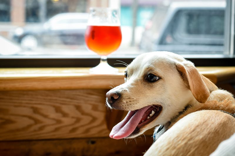ΗΠΑ: Δημιούργησαν… «μπύρα» για σκύλους (pics)