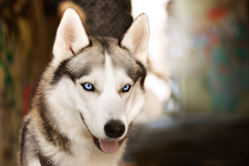 Σε αυτή την καφετέρια μπορείς να παίξεις με μια αγέλη χάσκι (vid)