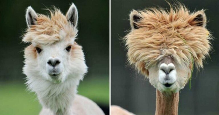 Όταν ένα  Αλπακά πήρε…ταξί (vid)