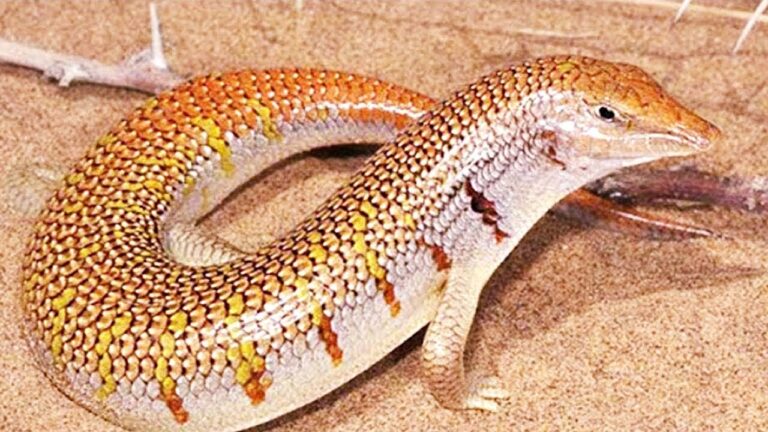 Τα σπάνια ζώα που μπορούν να σε κάνουν εκατομμυριούχο (vid)