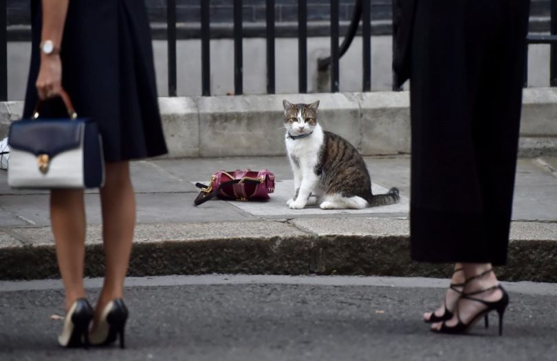 Όταν ο Λάρυ η γάτα, έκλεψε την παράσταση στο… Brexit (vid)