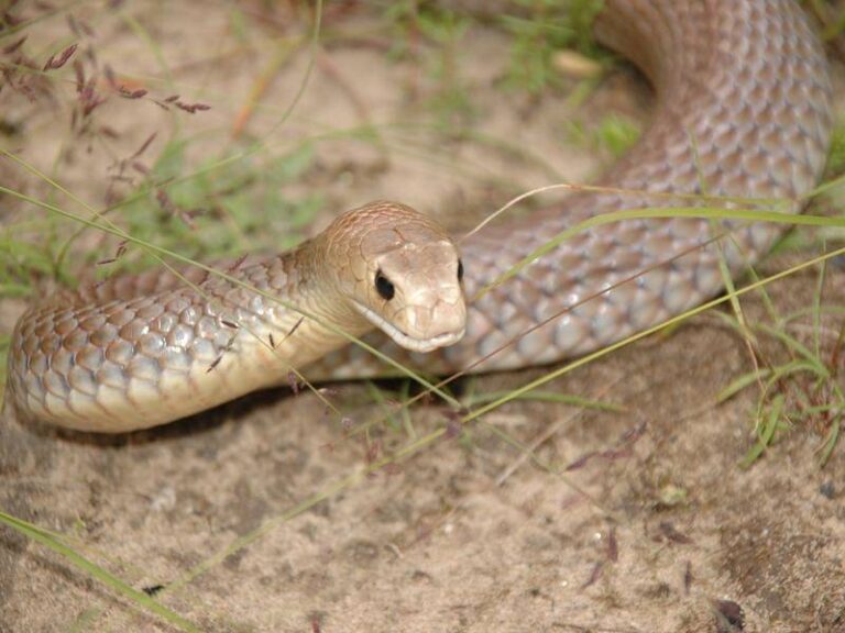 Αυστραλία: Το δεύτερο πιο δηλητηριώδες φίδι στον κόσμο εντοπίστηκε κάτω από ψυγείο(vid)