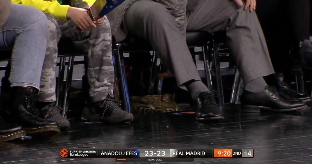 Euroleague: Μία γάτα το… έριξε στον ύπνο στο «Σινάν Ερντέμ»! (vid)