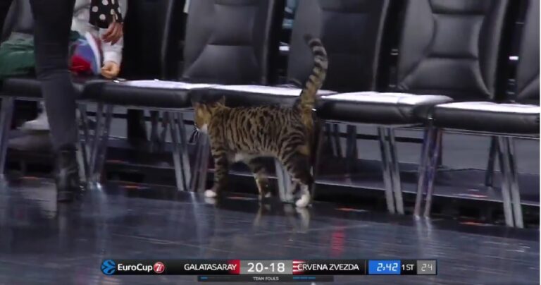 Η γάτα στο «Σινάν Ερντέμ» χτυπά ξανά! (vid)