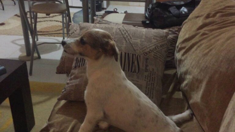 Σκύλος βλέπει θρίλερ και γίνεται viral (vid)