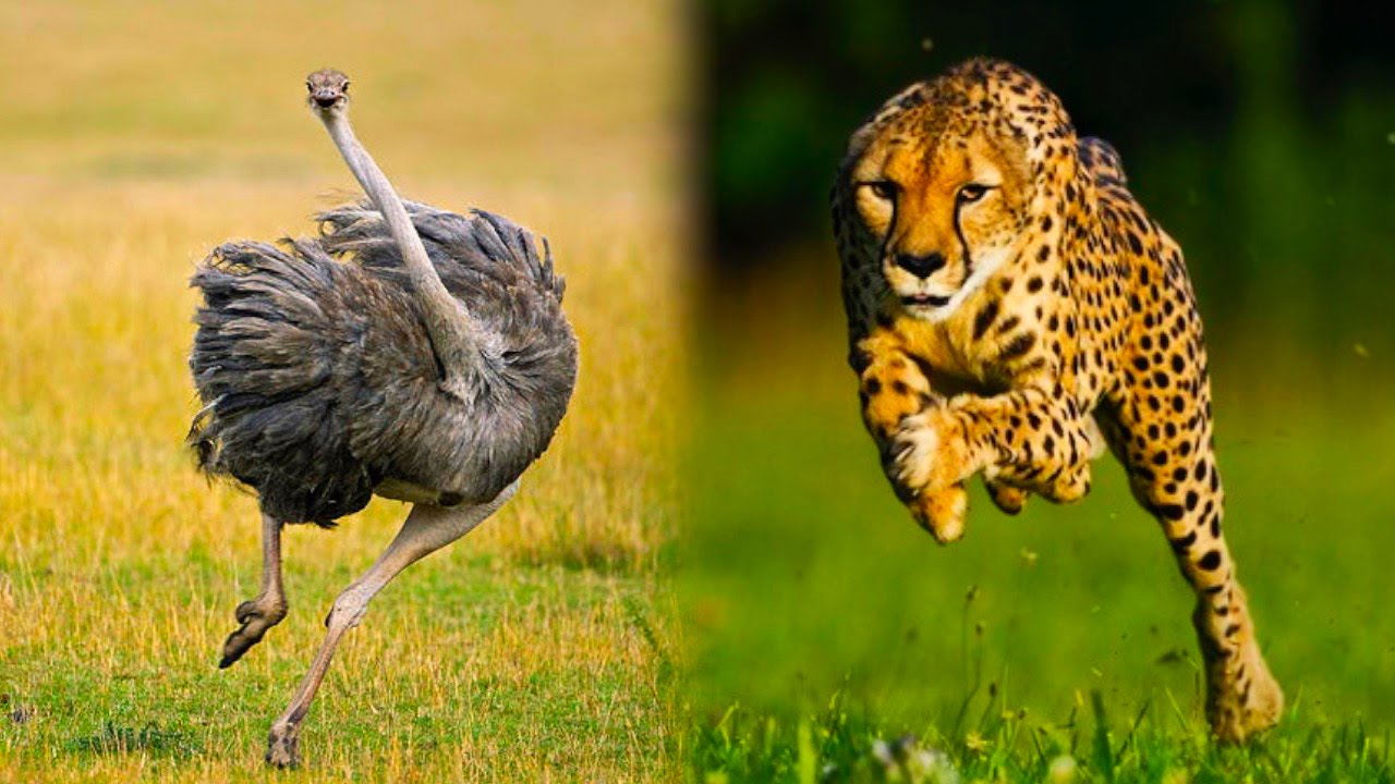 Αυτό είναι το πιο γρήγορο ζώο στον πλανήτη (pic/vid)