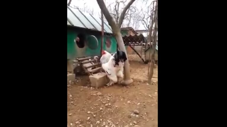 Ο μεγαλύτερος κόκορας στον κόσμο είναι σαν μεγάλος χνουδωτός σκύλος (pic-vid)