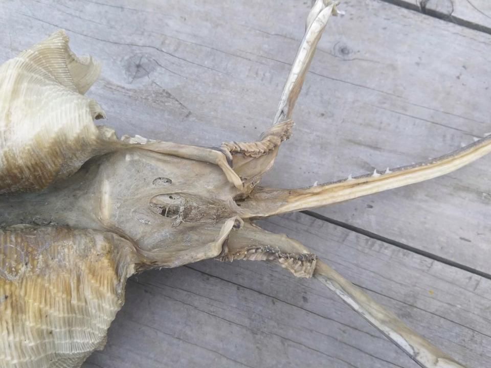 O απόκοσμος σκελετός που ξεβράστηκε σε παραλία (pics)