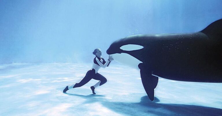 Φάλαινες δολοφόνοι περιτριγυρίζουν κολυμβήτρια (vid)