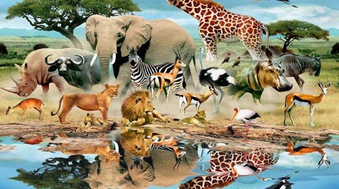 Αυτό είναι το πιο επικίνδυνο ζώο στον πλανήτη (vid)