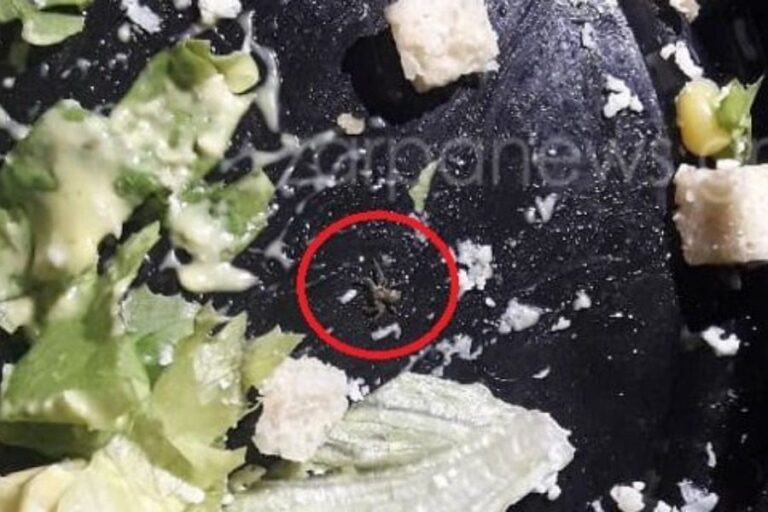 Χανιά: Σέρβιραν σαλάτα με…αράχνη σε πελάτισσα (pics)