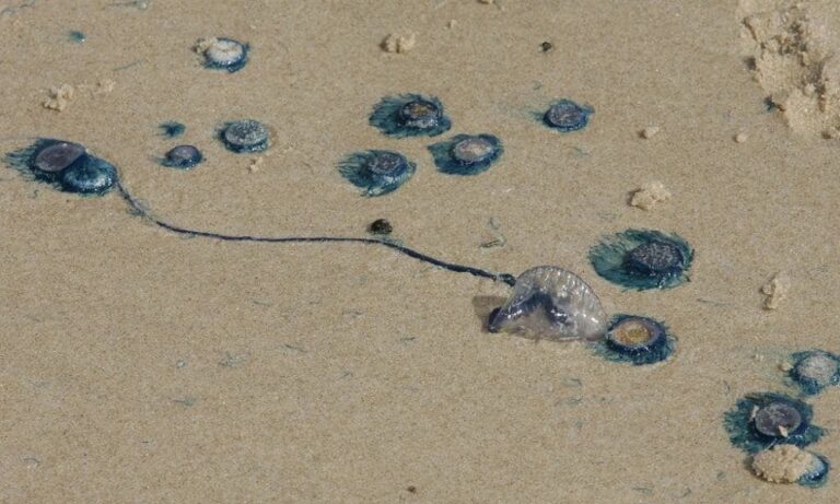 Αυτός είναι ο εφιάλτης των Αυστραλών (pics)