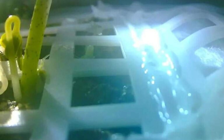 Πέθανε λόγω κρύου το πρώτο φυτό που βλάστησε στη Σελήνη