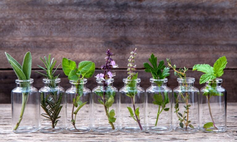 Μπορεί ένα φυτό…να βλαστήσει μέσα στο ανθρώπινο σώμα; (vid)