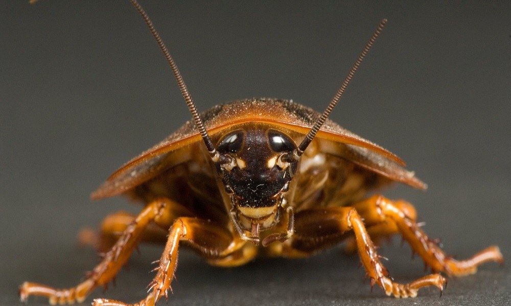 Νεαρός Ιάπωνας είχε σχέση με κατσαρίδα και όταν πέθανε την έφαγε (pics)