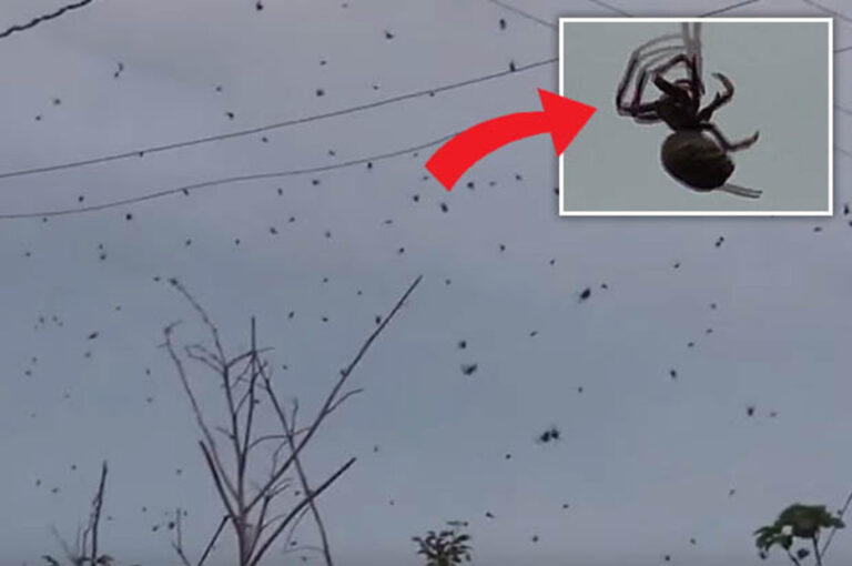 Εφιαλτικό:  «Έβρεξε» αράχνες στη Βραζιλία (vid)