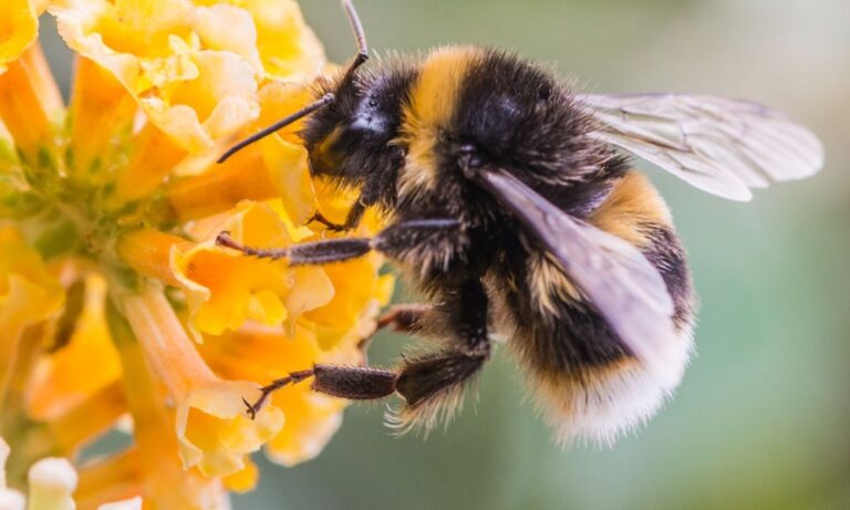 Ανακαλύφθηκε γιγαντιαία μέλισσα και είναι ζωντανή!