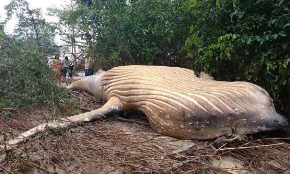 Μυστήριο με νεκρή φάλαινα στη ζούγκλα του Αμαζονίου (vid)