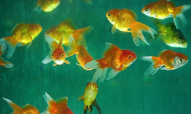 Τα ψάρια αναγνωρίζουν τον εαυτό τους στον καθρέφτη